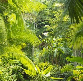 В колумбийской Амазонии обнаружили новый вид пальмы