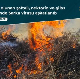 В Азербайджане выявили опасный вирус в саженцах из Турции