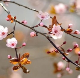 В Азербайджан пришла весна