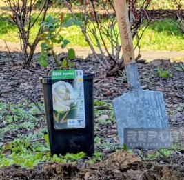 В США отметили Новруз символической посадкой розы в посольстве Азербайджана