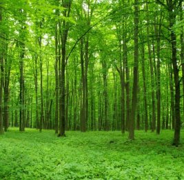 Леса как двигатель экономики и устойчивого будущего