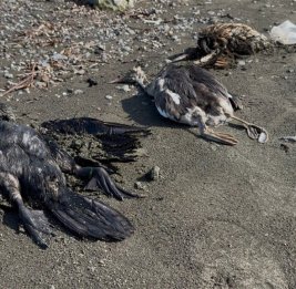 В Лянкяране зафиксирована массовая гибель птиц