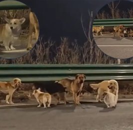 В Китае семь собак во главе с корги прошли 17 км, чтобы вернуться к хозяевам