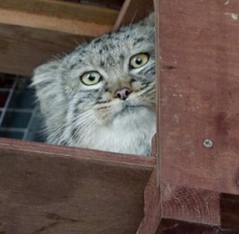 Манул Тимофей останется без невесты