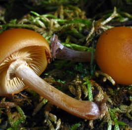 Житель Тертера отравился грибами