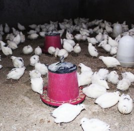 Перепелиная история