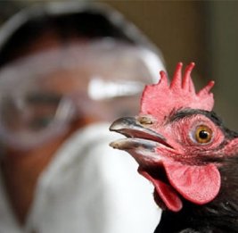 В Италии выявили первый в Европе случай вируса птичьего гриппа H9N2 у человека