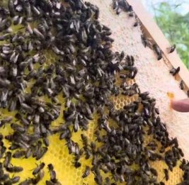 Импортировали пчел&hellip; и клеща