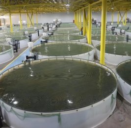 ФАО предложила Азербайджану разработать пятилетний план развития рыбного хозяйства