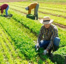 Администрация Белого дома США запустила сайт OnlyFarms в поддержку сельского хозяйства