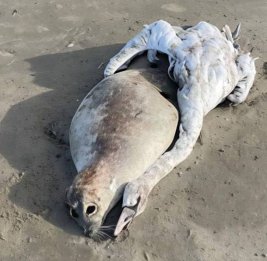 В Дагестане закрыли пляжи из-за экологической катастрофы