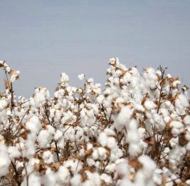 Азербайджан увеличил доходы от экспорта хлопка