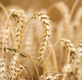 Фермеры в беде