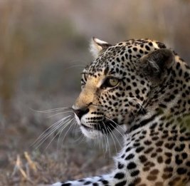 
40 мигрирующих видов включены в список международной охраны