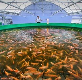 Ставка на рыбу