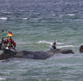 Горбатый кит Тимми вновь застрял на мелководье Висмарского залива