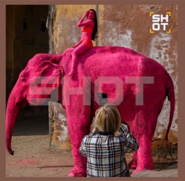 Россиянка покрасила слона в розовый цвет для фотосессии в Индии