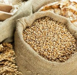 Кто станет ведущим импортером пшеницы?
