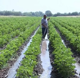 
Сильные дожди в Азербайджане нанесли ущерб около 2100 гектарам посевных площадей