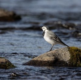 Орнитолог: В Азербайджане зафиксирован новый подвид белой трясогузки