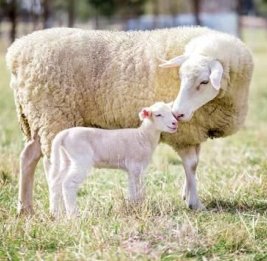 &laquo;Молочный&raquo; деликатес 
