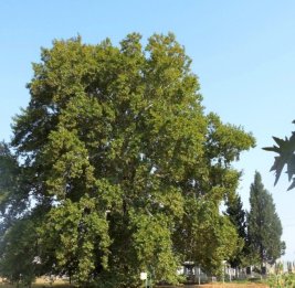 Душевный покой под сенью вечности