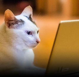 В Китае запустили телеканал специально для домашних животных