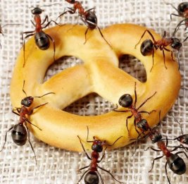 Вредители атакуют дома и офисы
