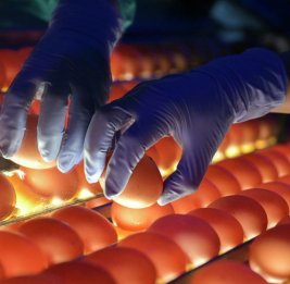 Врач опровергла миф об опасности холестерина в куриных яйцах