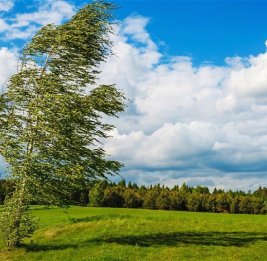Объявлены желтое и оранжевое предупреждения в связи с ветреной погодой