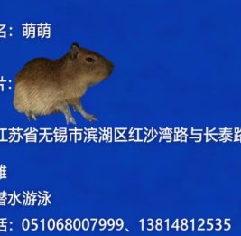 Ботанический сад в Китае заплатит 115 тыс. руб. за поимку капибары-"преступницы"