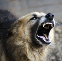 В Билясуваре жители пострадали от бездомных собак, власти обещали принять меры