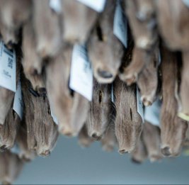 
Финляндия идёт против тренда и наращивает торговлю мехом