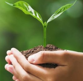 
В БГУ изучают влияние солевого стресса на растения