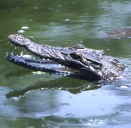 Индия может начать использовать крокодилов и змей для защиты границы