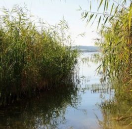 
В Гобустане 9-летний мальчик утонул в пруду