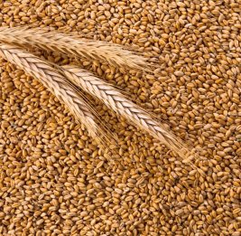 Азербайджан существенно увеличил закупки пшеницы из России