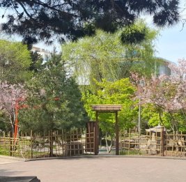 Под сенью розовоцветущей сакуры