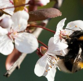 Швеция вводит новые стандарты лечения аллергии