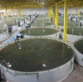 Возрождение легенды