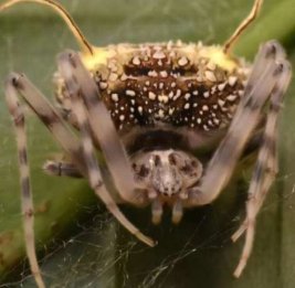 
Паук, который притворяется грибом: в Амазонии обнаружен новый вид