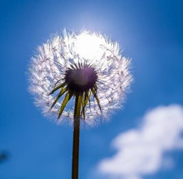 
В Баку прогнозируется 16 градусов тепла, в районах - дожди