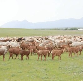 Будущее на алтаре сиюминутной выгоды