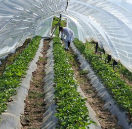 В Джалилабаде проведен мониторинг клубничного хозяйства