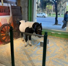 Имеют ли право рестораны и кафе Азербайджана содержать диких животных?