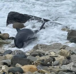 На юге России за месяц обнаружили более 130 мертвых дельфинов