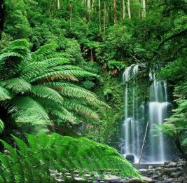 
Тропические леса восстанавливают до 90% биоразнообразия за несколько десятилетий