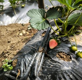 Вкус под защитой 