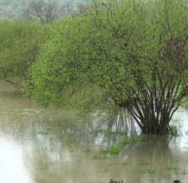 Интенсивные дожди нанесли ущерб частным хозяйствам в Балакяне