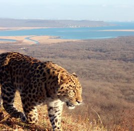 Котенку из семьи дальневосточных леопардов выбрали имя